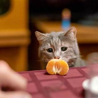 https://i2.wp.com/felineliving.net/wp-content/uploads/2021/06/peeled-orange-cat.jpg