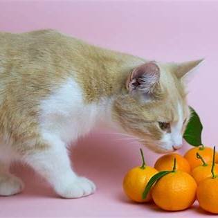 https://mininos.es/wp-content/uploads/2022/06/Can-Cats-Eat-Oranges.jpg