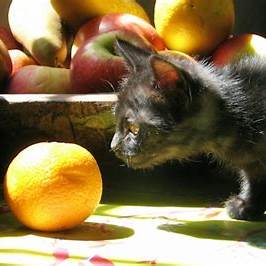 https://petschoolclassroom.com/wp-content/uploads/2021/01/Can_Cats_Eat_Oranges_Featured-1280x720.jpg