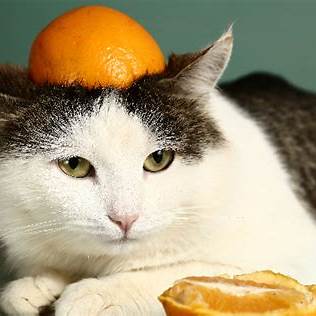 https://www.catster.com/wp-content/uploads/2018/09/A-silly-cat-wearing-an-orange-peel-on-his-head.jpg